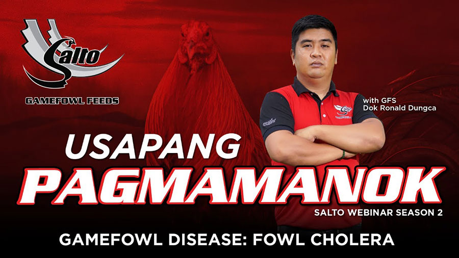 Gamefowl Disease: Fowl Cholera