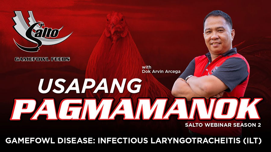 Gamefowl Disease: Infectious Laryngotracheitis (ILT)