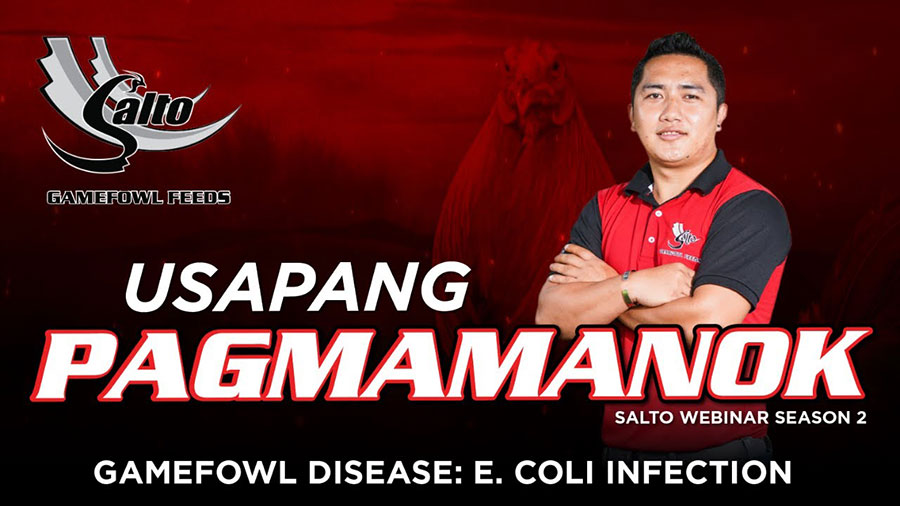 Gamefowl Diseases: E. Coli Infection