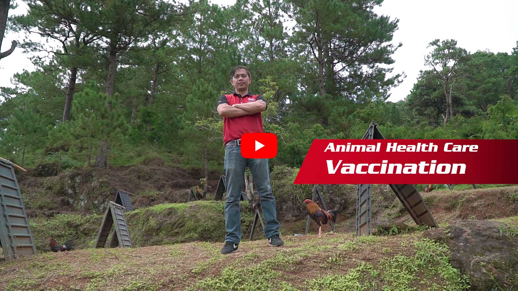 Animal Health Care Vaccination