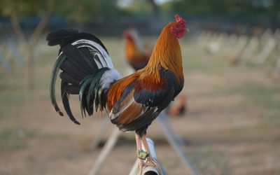 Gamefowl Breeders Share the Conditioning Feeds Behind Champion Performance