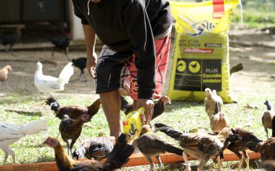 Feeding Gamefowl for Maximum Performance: A Comprehensive Guide