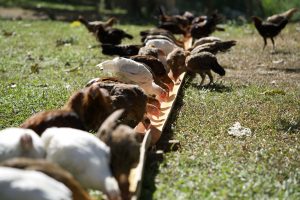 The Role of Supplements in Gamefowl Care: What’s Essential and Why
