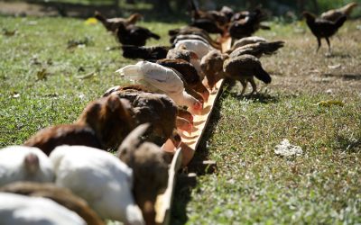 The Role of Supplements in Gamefowl Care: What’s Essential and Why